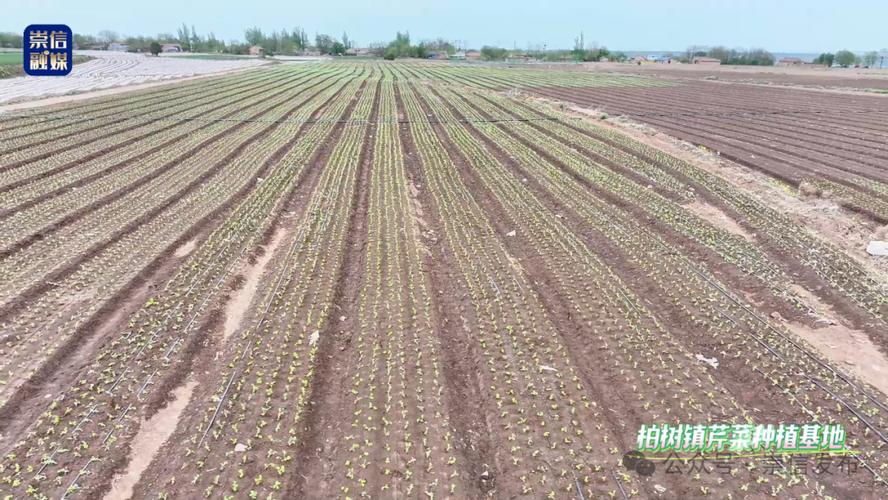 露地冬芹菜怎么种才能高产？-图2