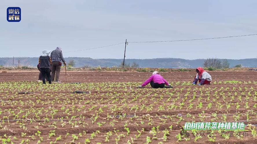 露地冬芹菜怎么种才能高产?-图3 露地冬芹菜怎么种才能高产?-图3