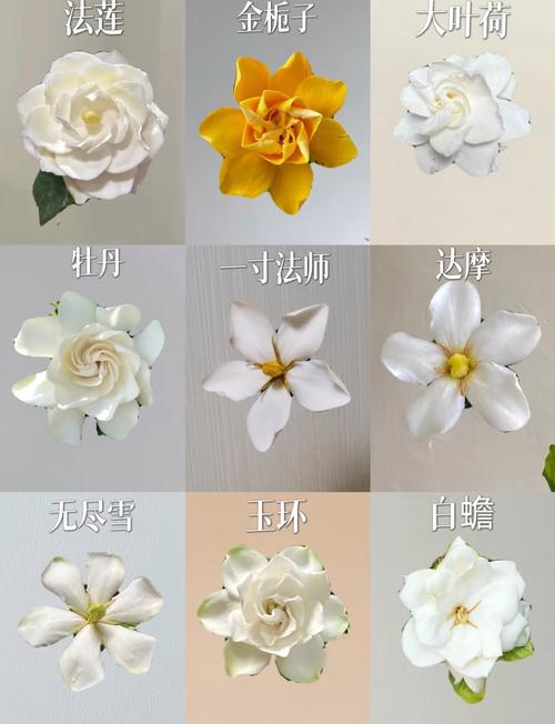 栀子花品种有哪些？附图片识别吗？-图1