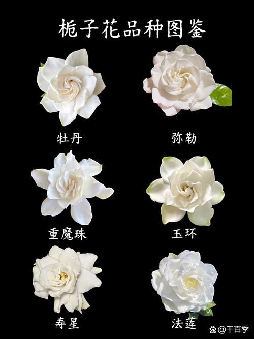 栀子花品种有哪些？附图片识别吗？-图2