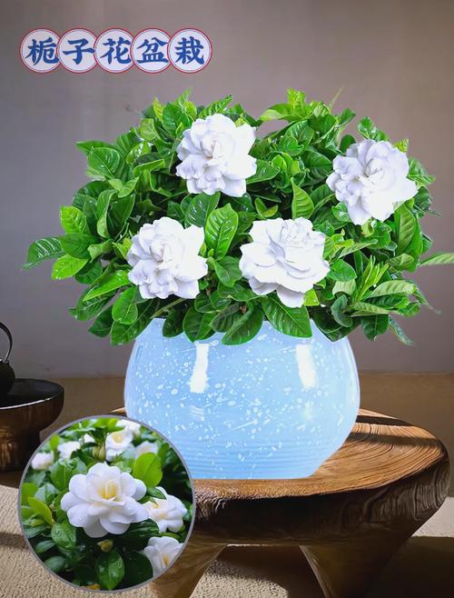 栀子花品种有哪些？附图片识别吗？-图3