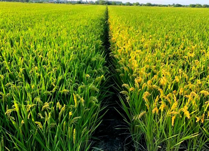 水稻早熟品种有哪些?-图2 水稻早熟品种有哪些?-图2