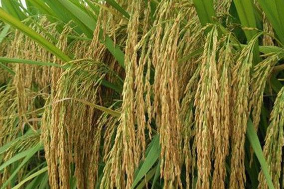 水稻早熟品种有哪些?-图3 水稻早熟品种有哪些?-图3