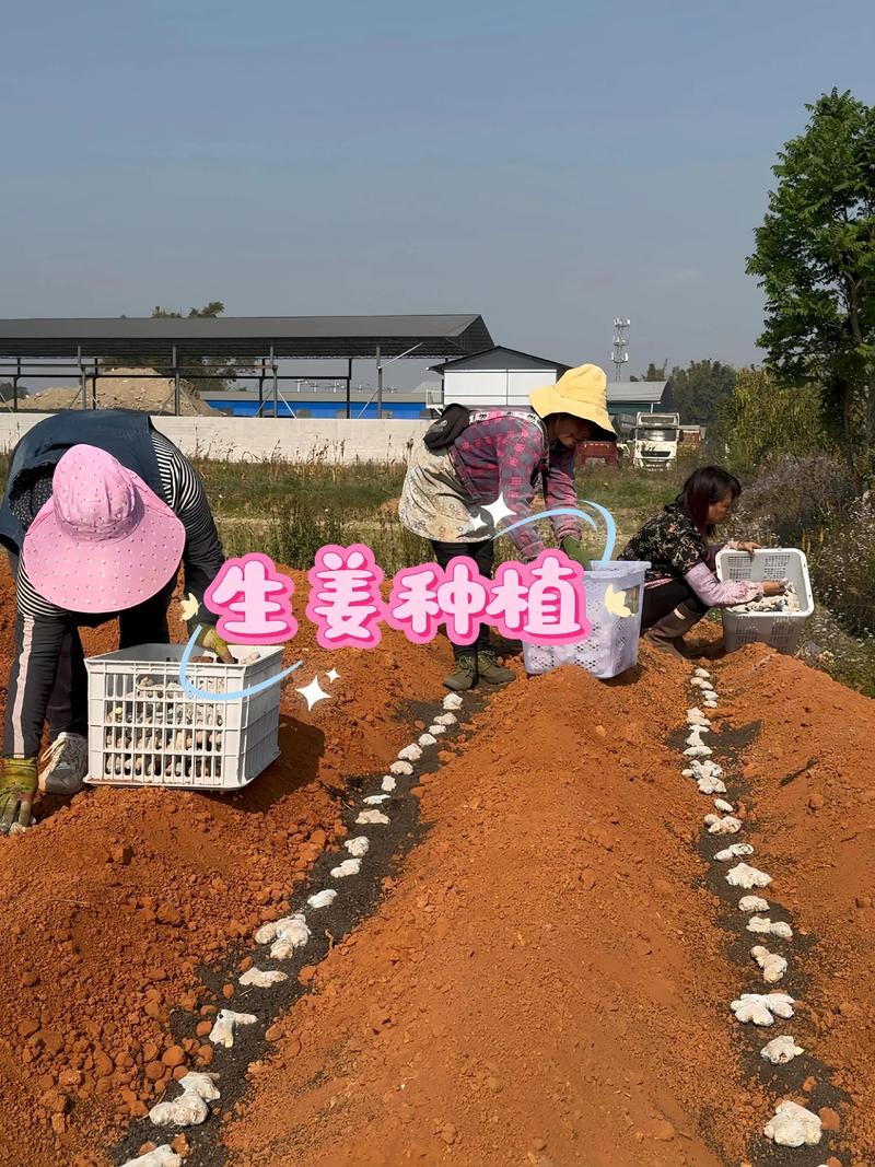 生姜种植技术和管理要点有哪些?-图3 生姜种植技术和管理要点有哪些?-图3