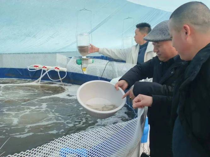 如东南美对虾养殖技术有哪些要点?-图3 如东南美对虾养殖技术有哪些要点?-图3