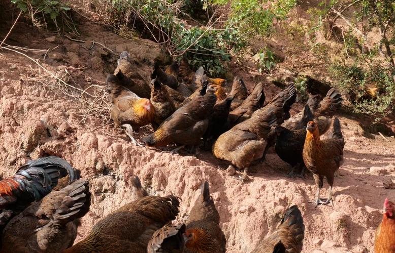 山地散养土鸡技术视频有哪些要点？-图2