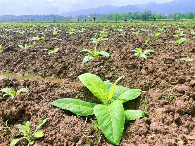 烟草种植技术视频大全-图2