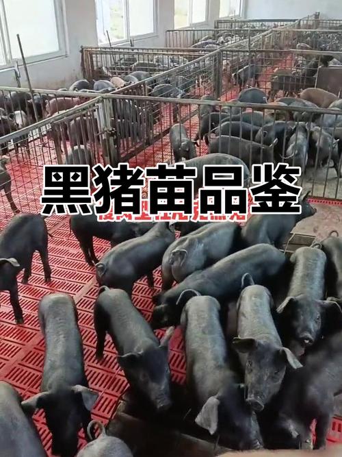 湖南黑猪品种有哪些？-图2