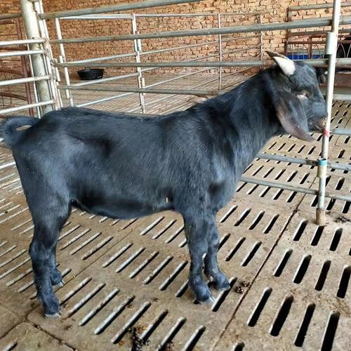 短毛羊品种有哪些？-图2