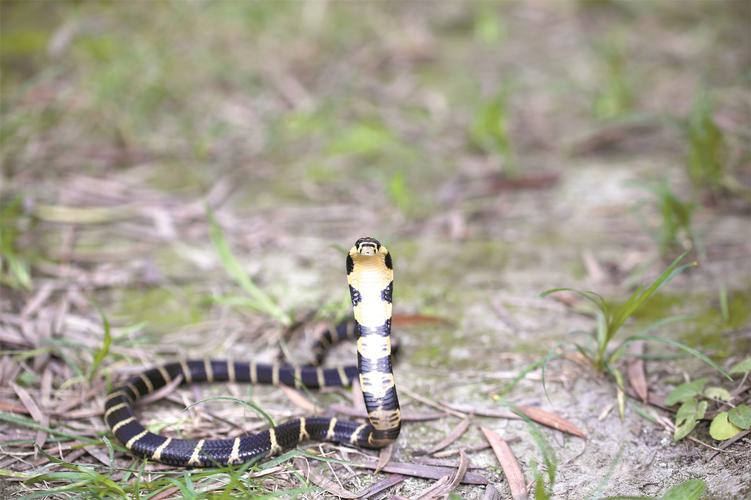 新手养眼镜蛇，哪个品种最合适？-图1