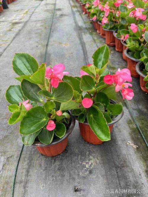 哪种海棠花有毒?-图1 哪种海棠花有毒?-图1