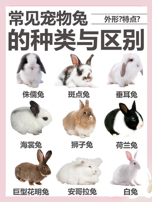 哪些肉兔品种值得引进?-图2 哪些肉兔品种值得引进?-图2