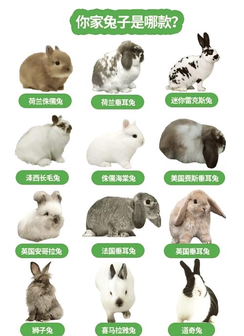 哪些肉兔品种值得引进?-图3 哪些肉兔品种值得引进?-图3