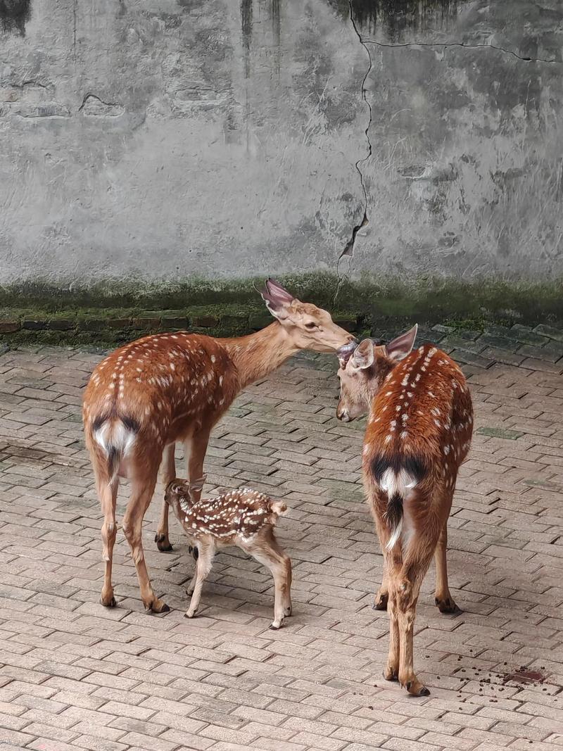 2025年梅花鹿幼仔价格会是多少？-图2