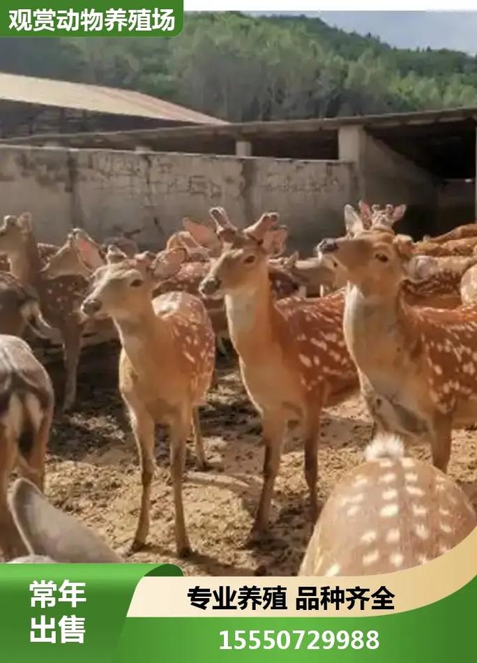 2025年梅花鹿幼仔价格会是多少？-图3