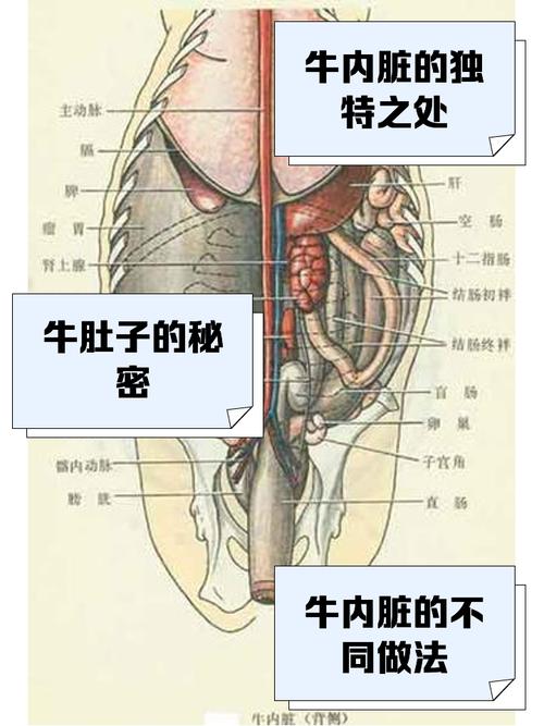 牛皱胃变位如何精准诊治？-图1