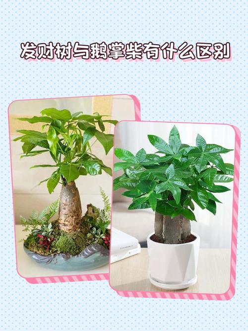 发财树品种如何快速辨别？-图2