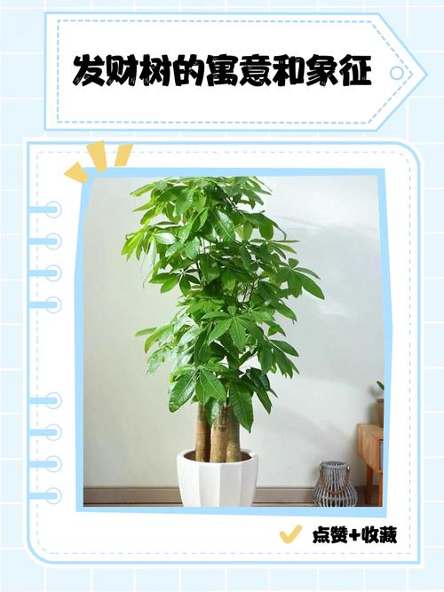 发财树品种如何快速辨别？-图3