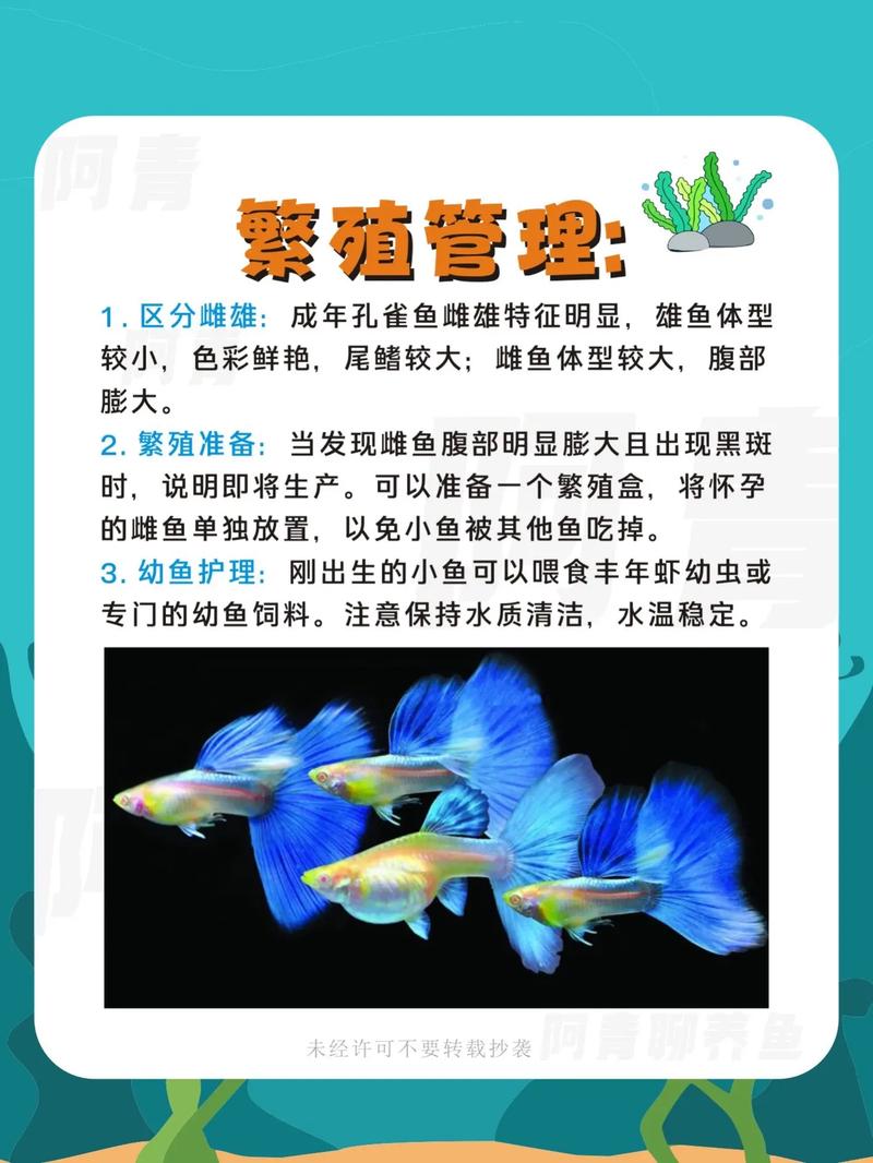 孔雀养殖技术与价值如何？-图3