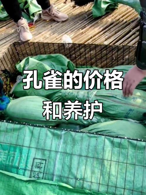 孔雀养殖技术与价值如何？-图2