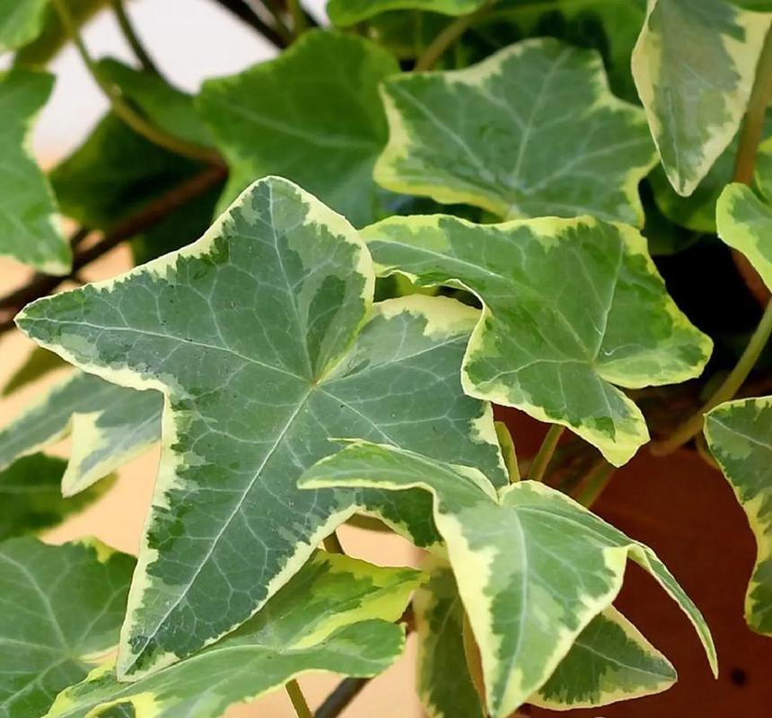 常青藤有哪些品种？图片怎么认？-图2