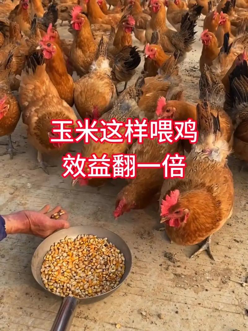 养殖鸡配饲料技术视频，如何科学配比？-图2