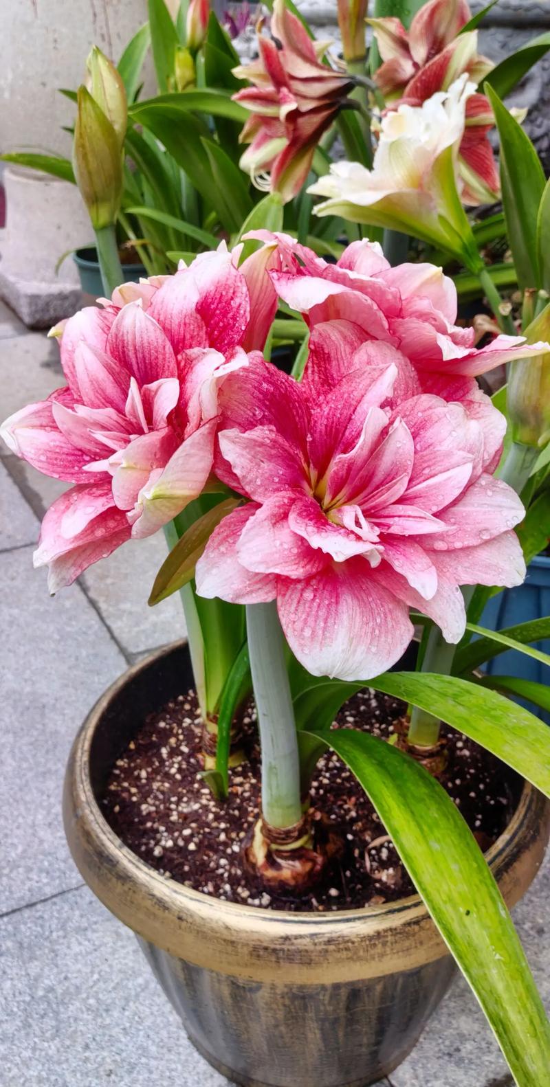 重瓣朱顶红有哪些热门品种?-图1 重瓣朱顶红有哪些热门品种?-图1