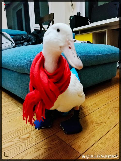 红色鸭是什么品种？-图3