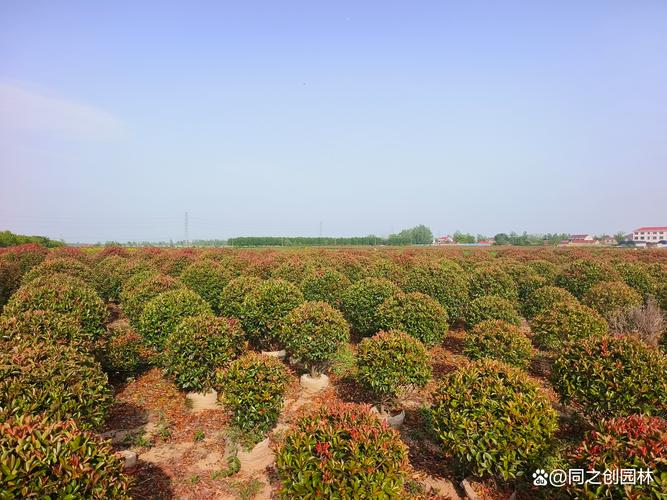 小红叶石楠球修剪技术有哪些要点？-图3