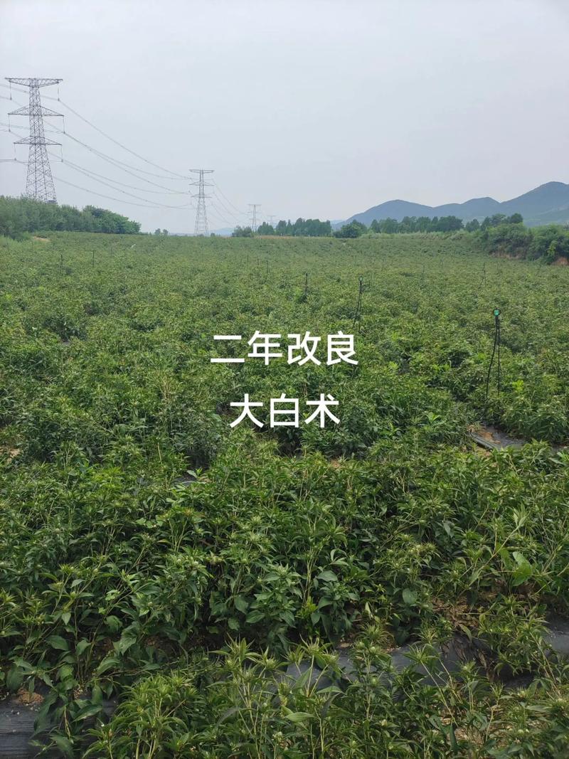 中草药种植技术具体指哪些方法？-图2