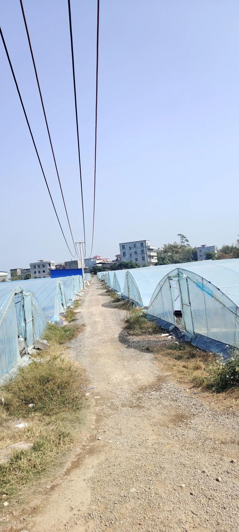 大棚南美白对虾新品种有哪些优势?-图1 大棚南美白对虾新品种有哪些优势?-图1