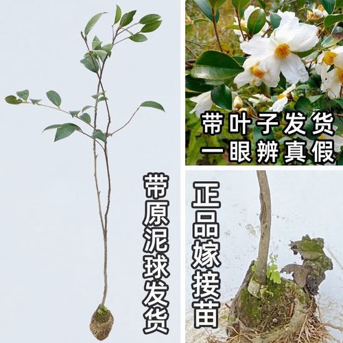 白花油茶苗是哪个品种？-图1