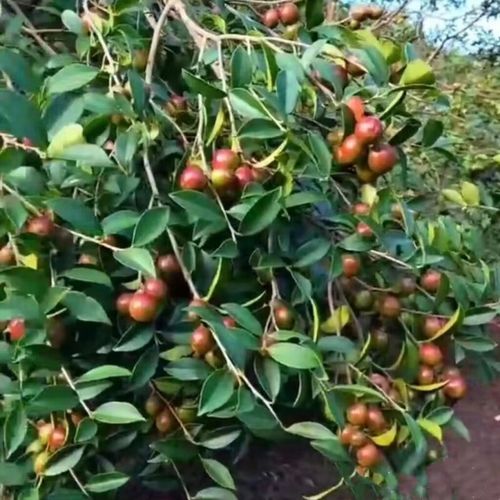 白花油茶苗是哪个品种？-图2