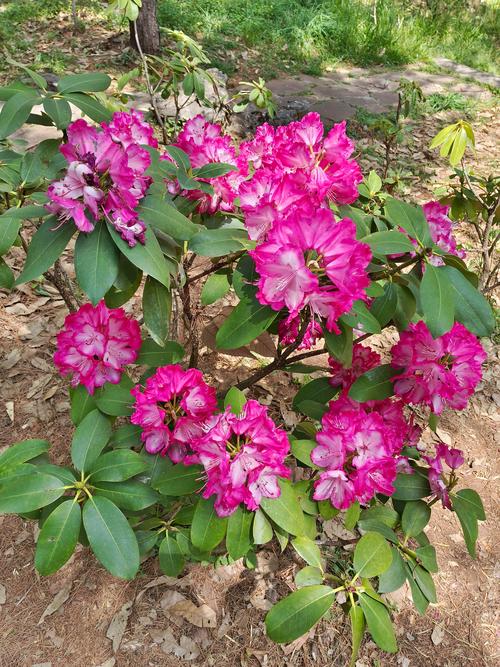 哪些杜鹃花品种颜色最艳丽?-图1 哪些杜鹃花品种颜色最艳丽?-图1