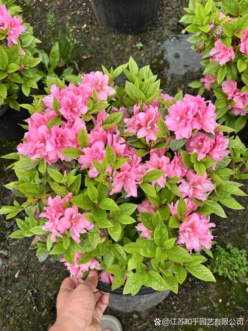 哪些杜鹃花品种颜色最艳丽？-图3