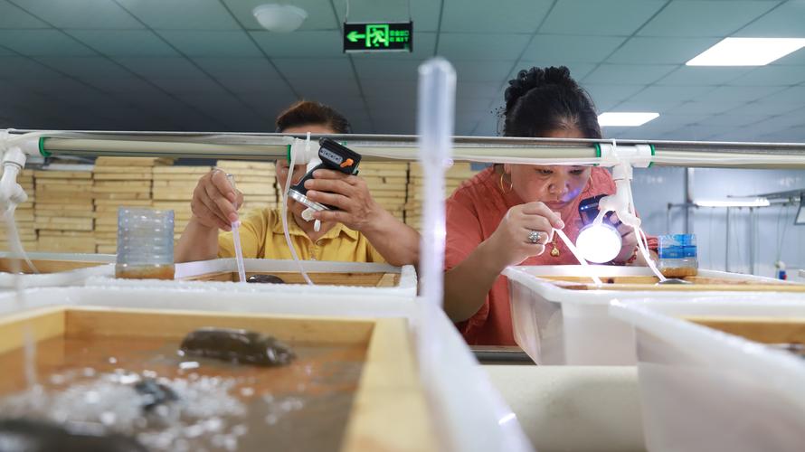 人工孵化泥鳅技术视频要点有哪些?-图1 人工孵化泥鳅技术视频要点有哪些?-图1