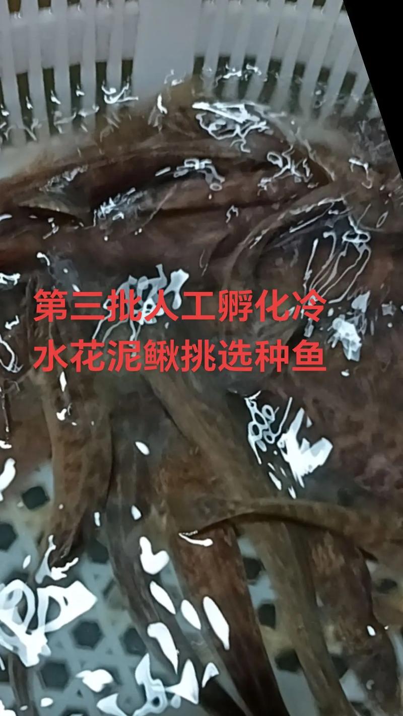 人工孵化泥鳅技术视频要点有哪些?-图2 人工孵化泥鳅技术视频要点有哪些?-图2