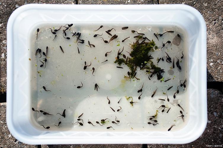 人工孵化泥鳅技术视频要点有哪些?-图3 人工孵化泥鳅技术视频要点有哪些?-图3