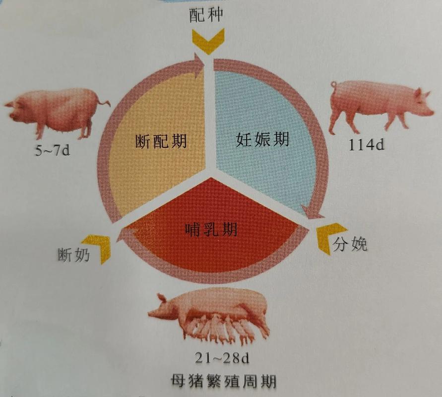 母猪养殖管理技术有哪些关键要点?-图1 母猪养殖管理技术有哪些关键要点?-图1