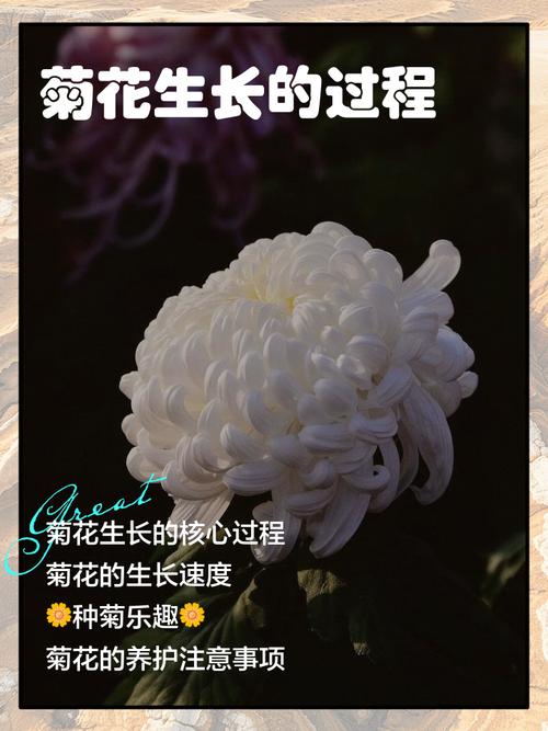 菊花种植视频有哪些关键技术要点?-图3 菊花种植视频有哪些关键技术要点?-图3