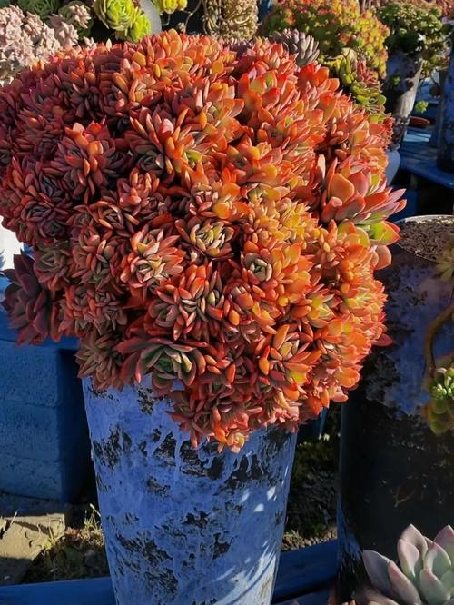 碧辉是哪种多肉品种？-图1