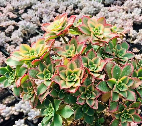 碧辉是哪种多肉品种？-图2