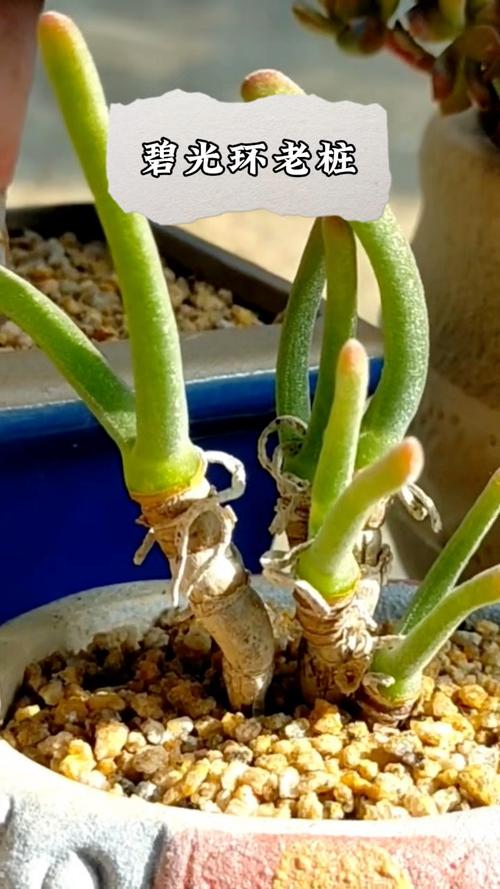 碧辉是哪种多肉品种？-图3