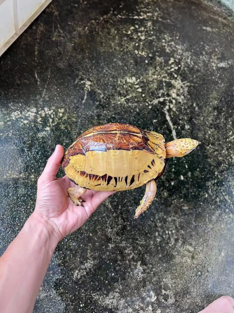 2025黄额闭壳龟价格会涨还是跌？-图3