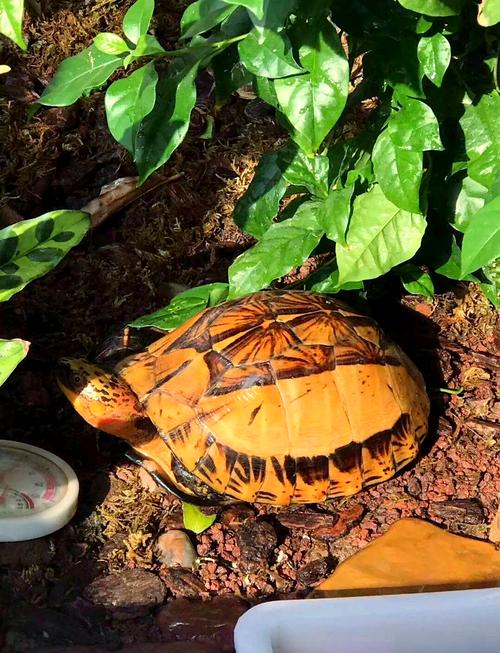 2025黄额闭壳龟价格会涨还是跌？-图2