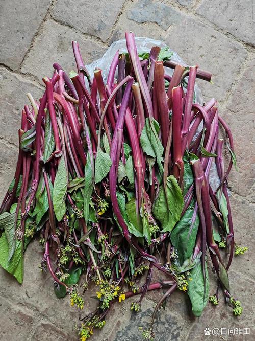 武汉农科院红菜苔品种有哪些特色？-图2