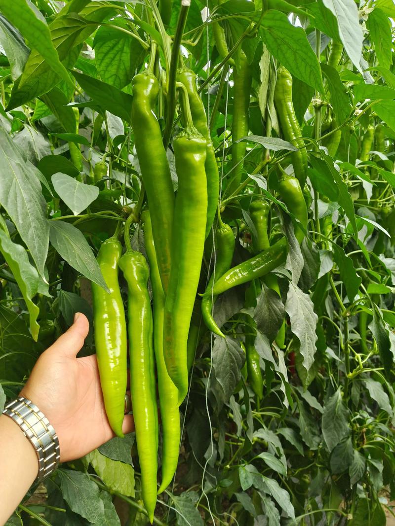 又大又直又长青椒品种怎么选？-图1