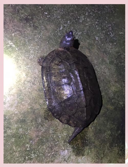 2025年黑颈龟苗价格会涨还是跌?-图1 2025年黑颈龟苗价格会涨还是跌?-图1