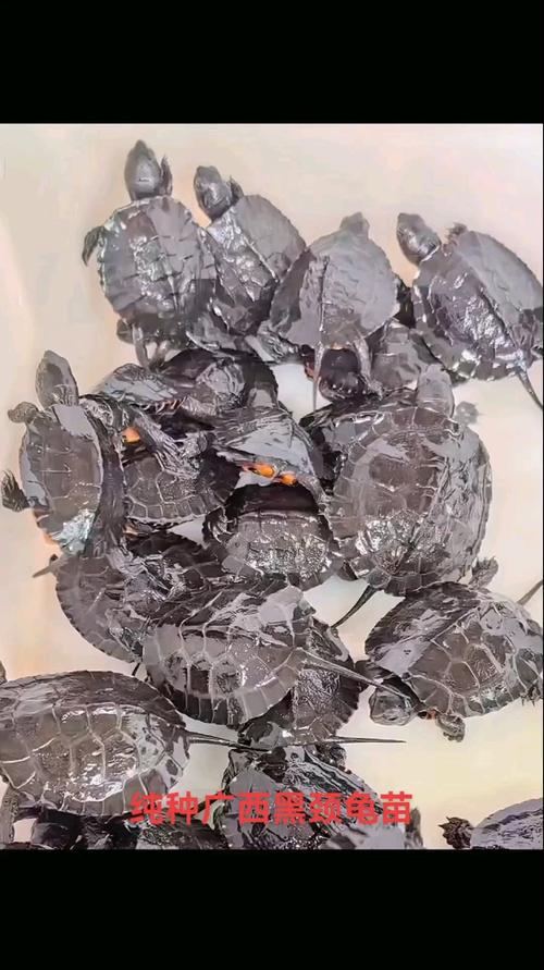 2025年黑颈龟苗价格会涨还是跌?-图3 2025年黑颈龟苗价格会涨还是跌?-图3