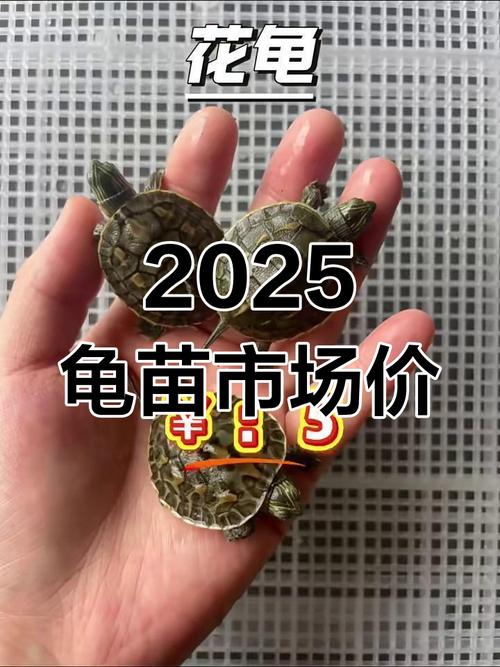 2025年黑颈龟苗价格会涨还是跌？-图2